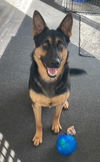 Zeus