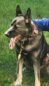 Koda