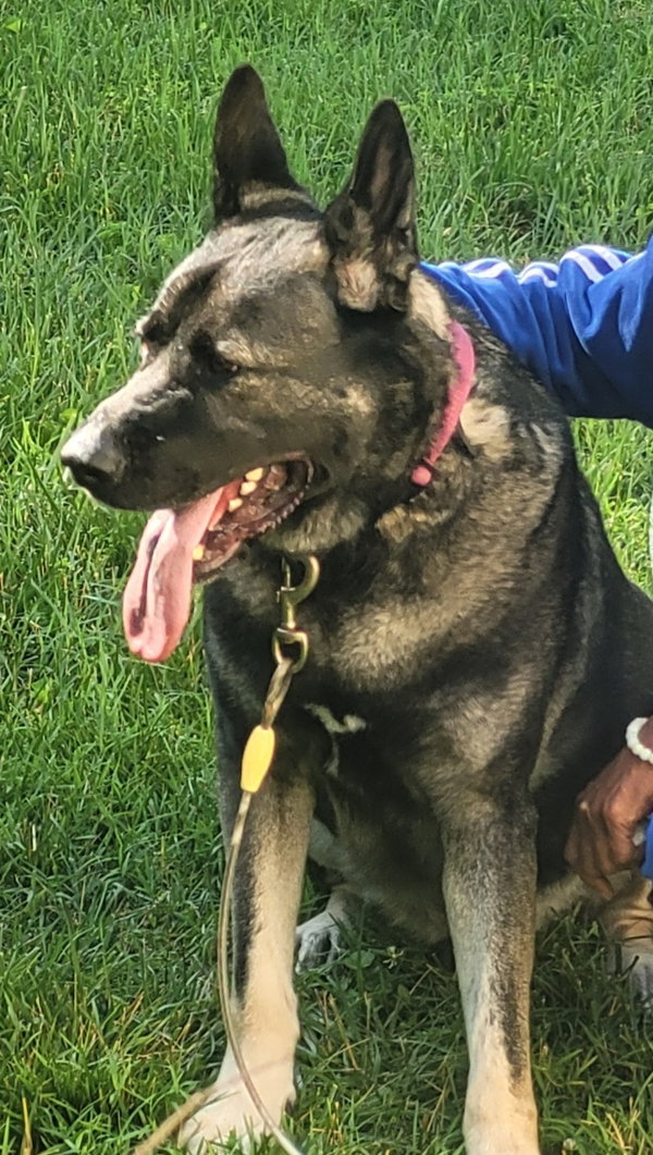 Koda