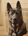 Koda