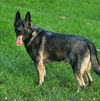 Koda