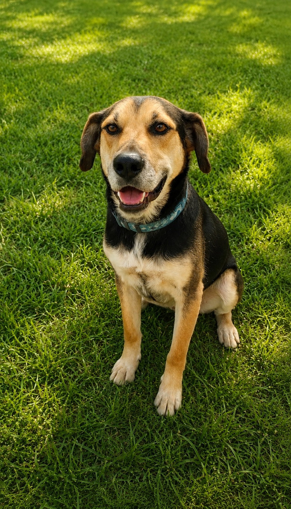 Fitz, dog