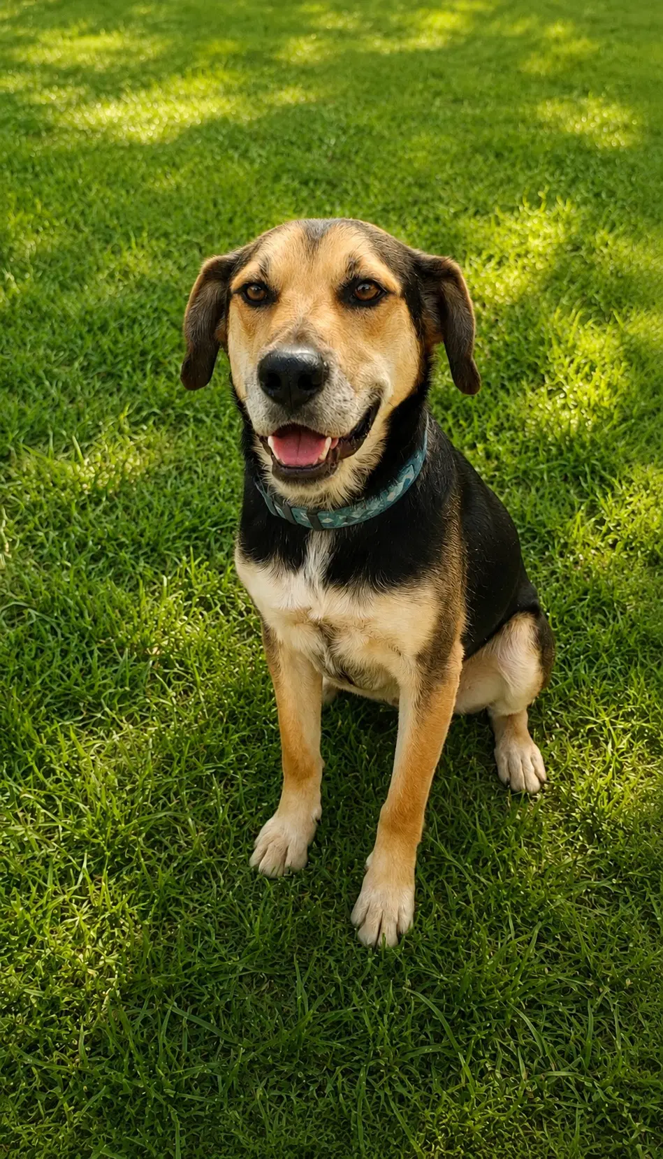 Fitz - German Shepherd Dog