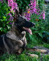 Stella