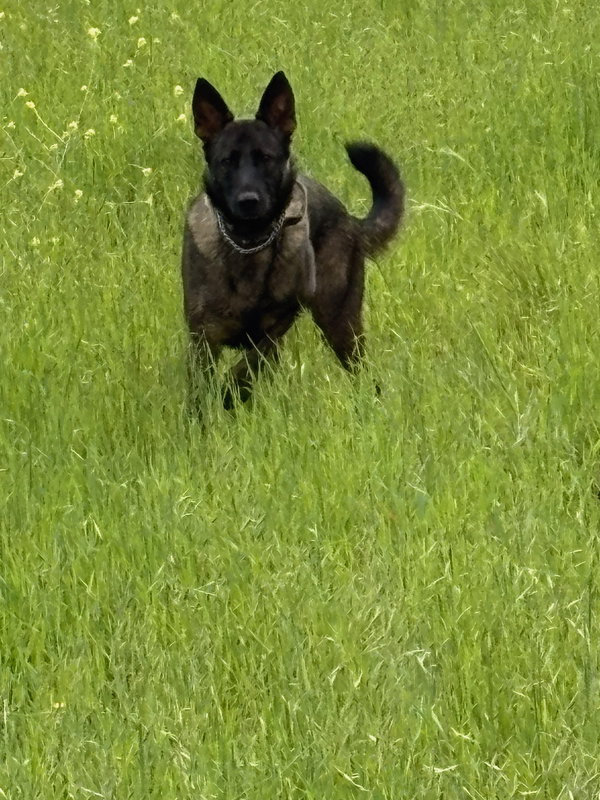 Stella