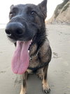 Stella