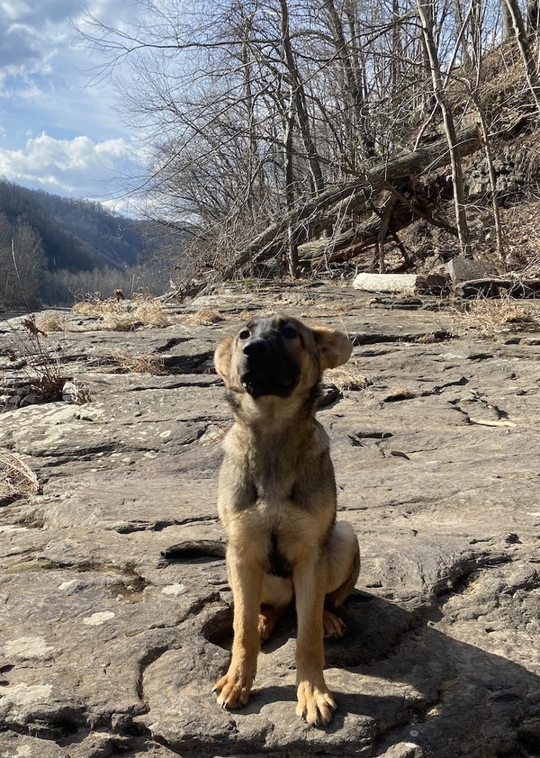 Echo