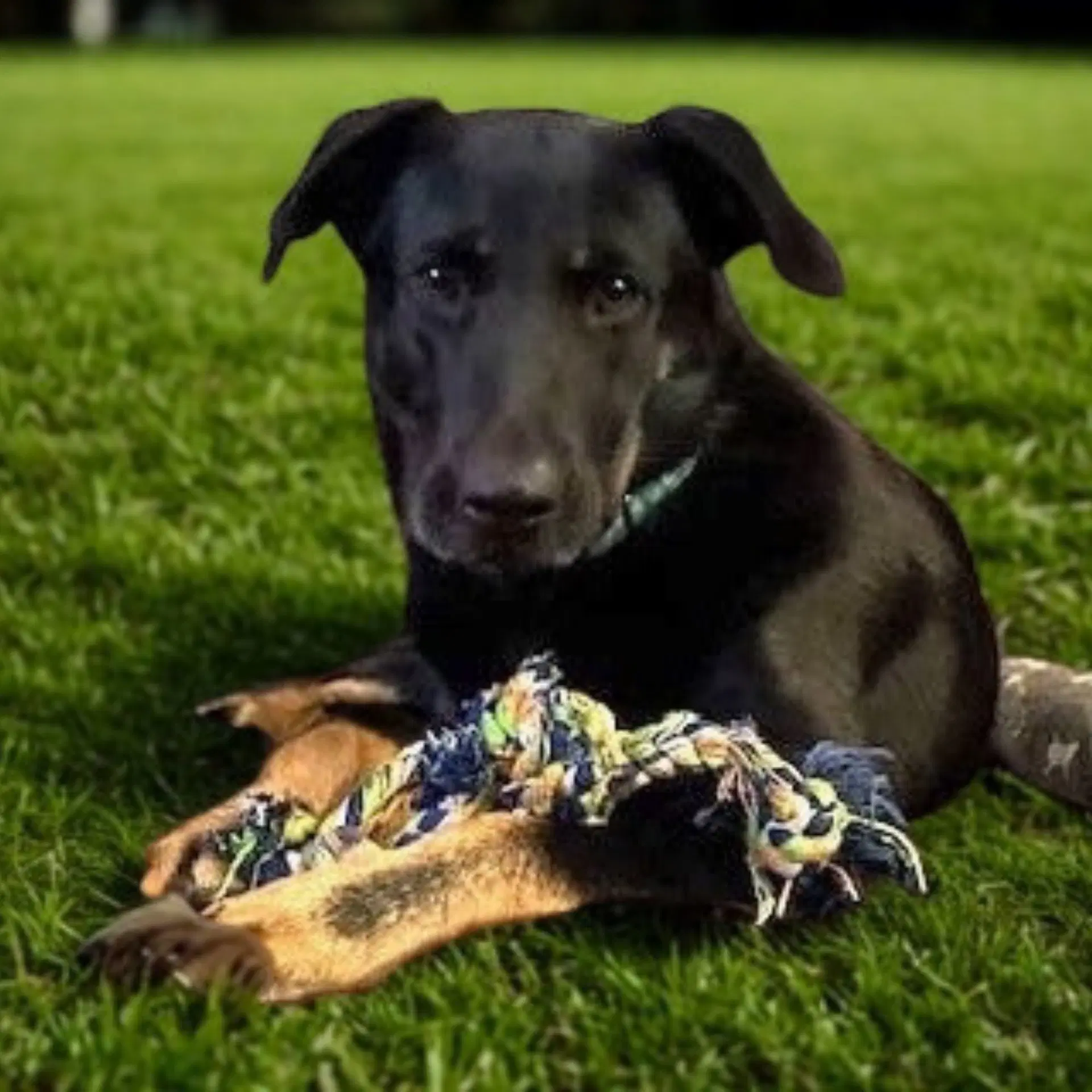 Kimmy - German Shepherd Dog