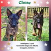 Chase