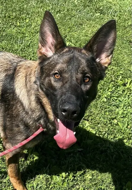 Chase - German Shepherd Dog