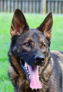 Chase image 2