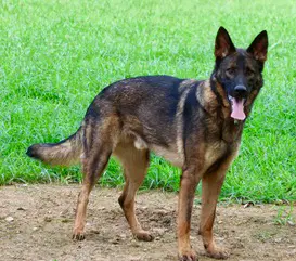 Chase image 4