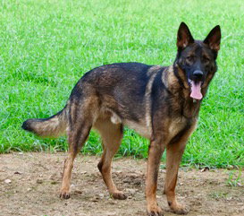 Photo 4 of Chase