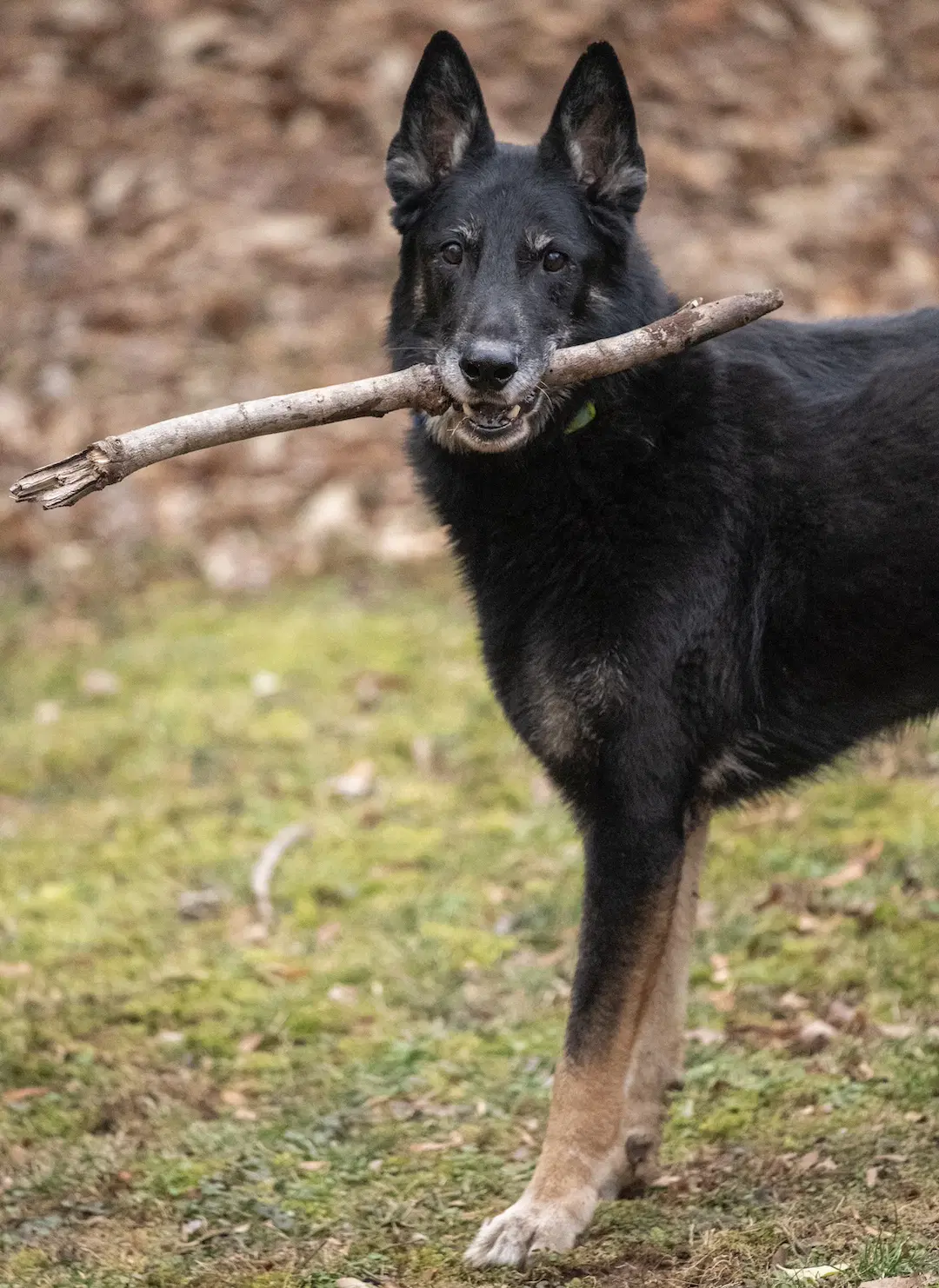 Rocco - German Shepherd Dog