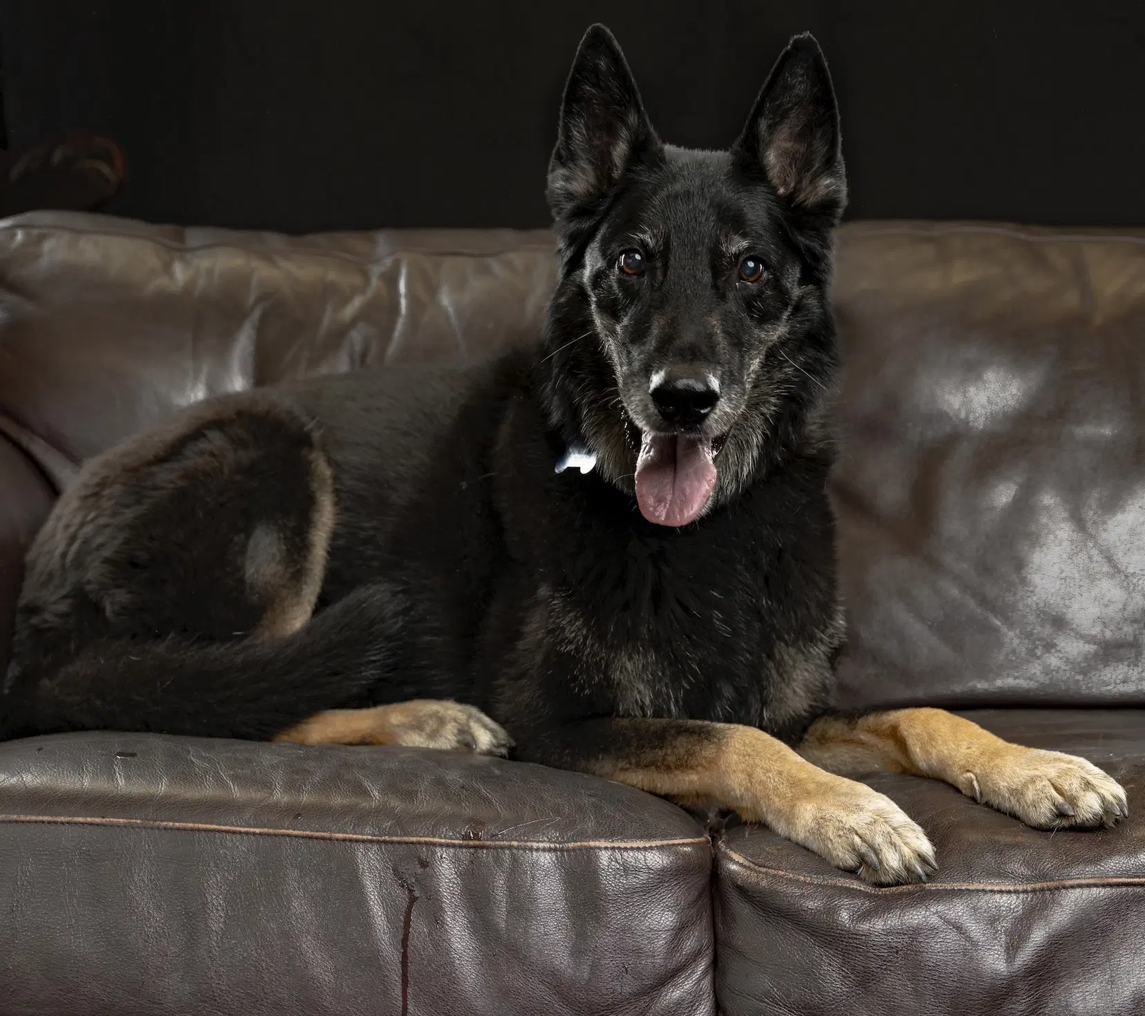 Rocco image 2