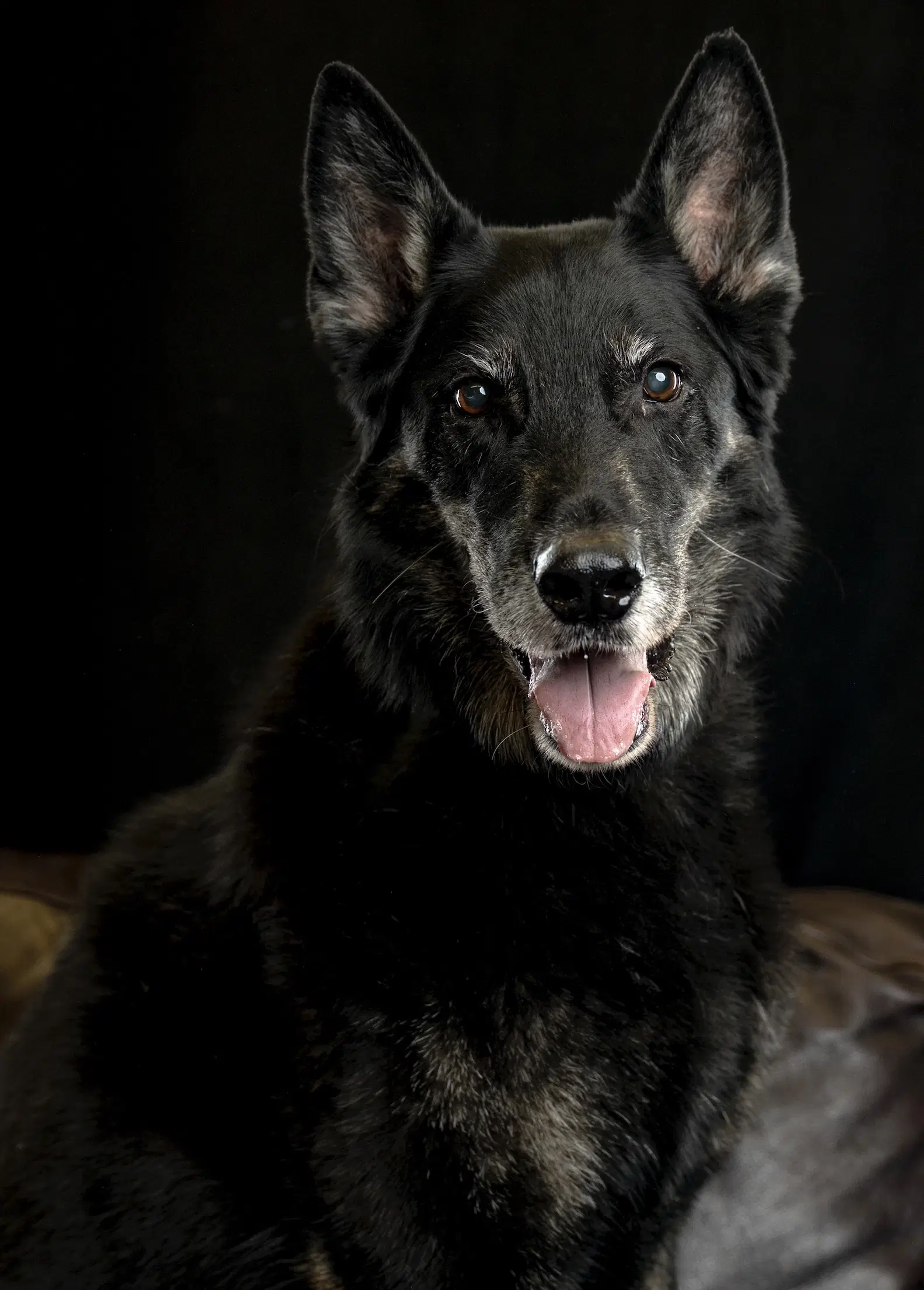 Rocco image 4