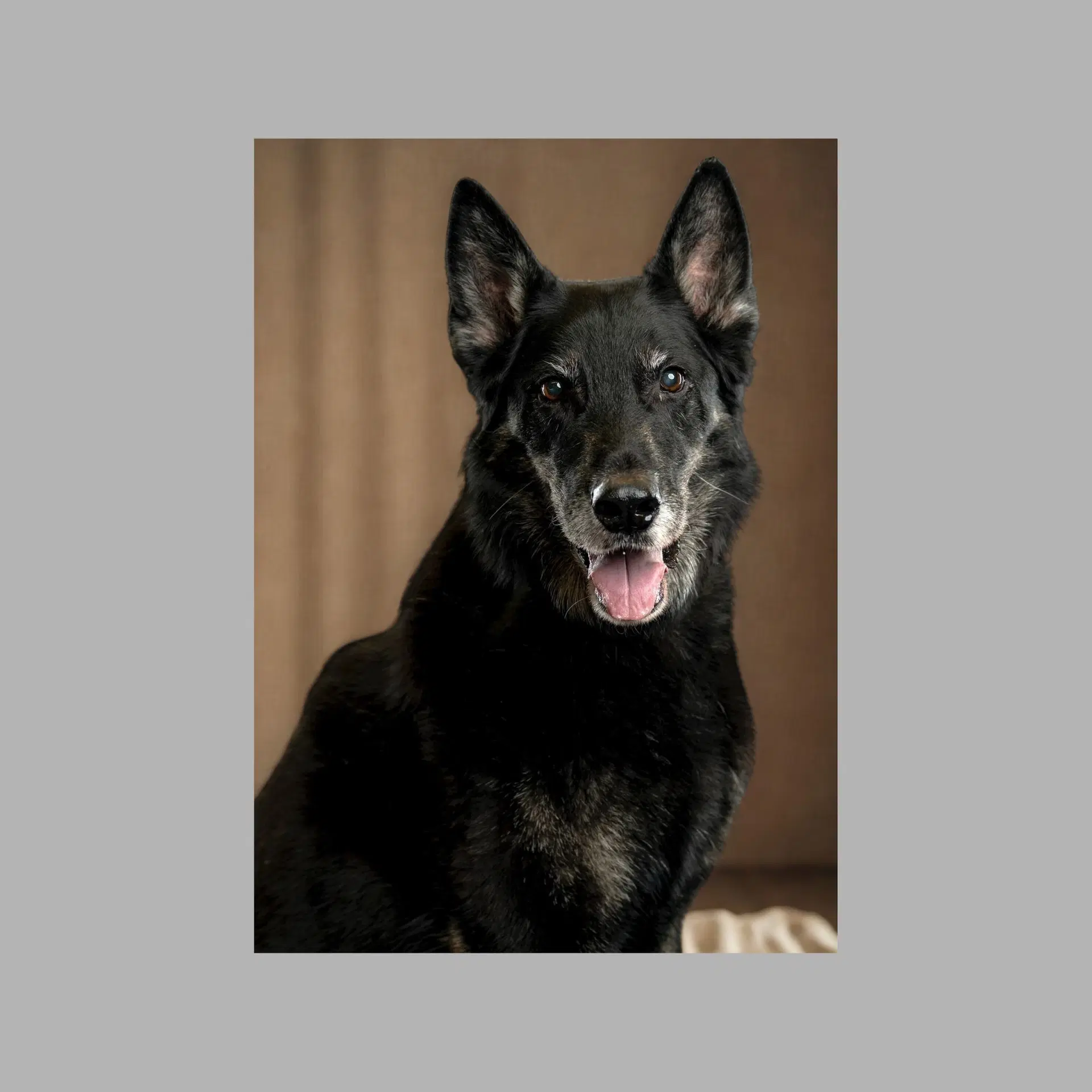 Rocco image 3