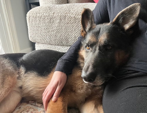 picture of the dog needing adoption