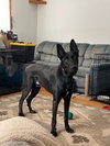 Cyrus