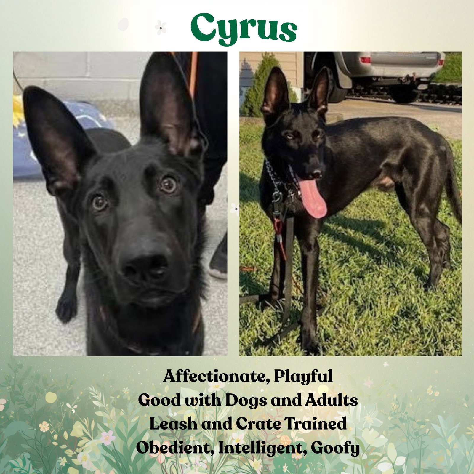 Cyrus