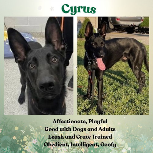 Cyrus
