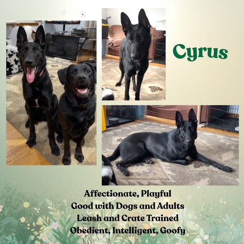Cyrus, an adoptable German Shepherd Dog in Baltimore, MD