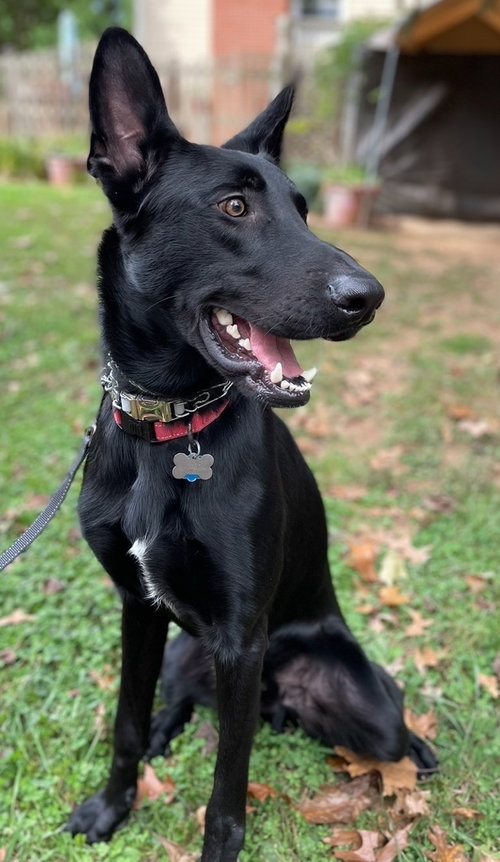 CYRUS - German Shepherd Dog available for adoption