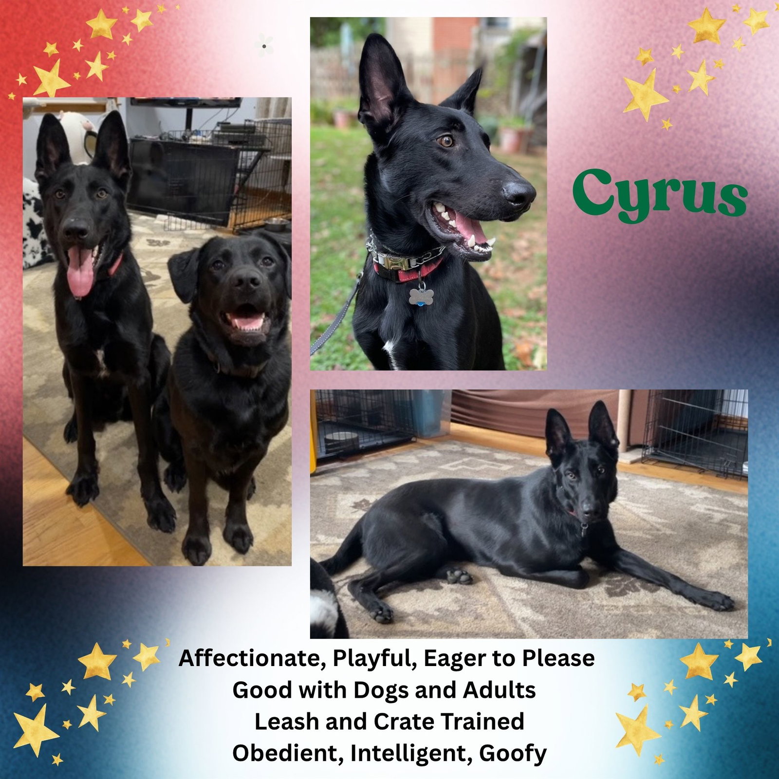 Cyrus Image
