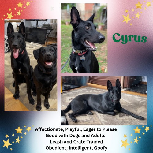 CYRUS - German Shepherd Dog available for adoption