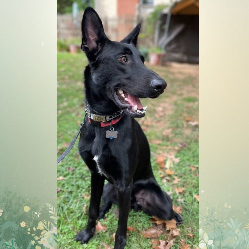 CYRUS - German Shepherd Dog available for adoption