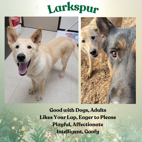 Larkspur, an adoptable German Shepherd Dog in Baltimore, MD
