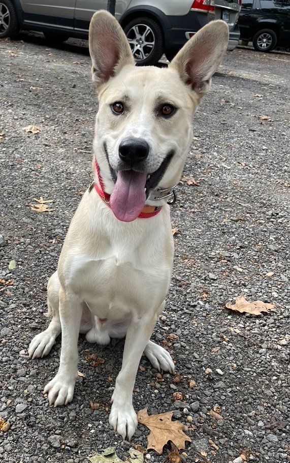Kaya