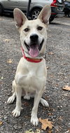 Kaya