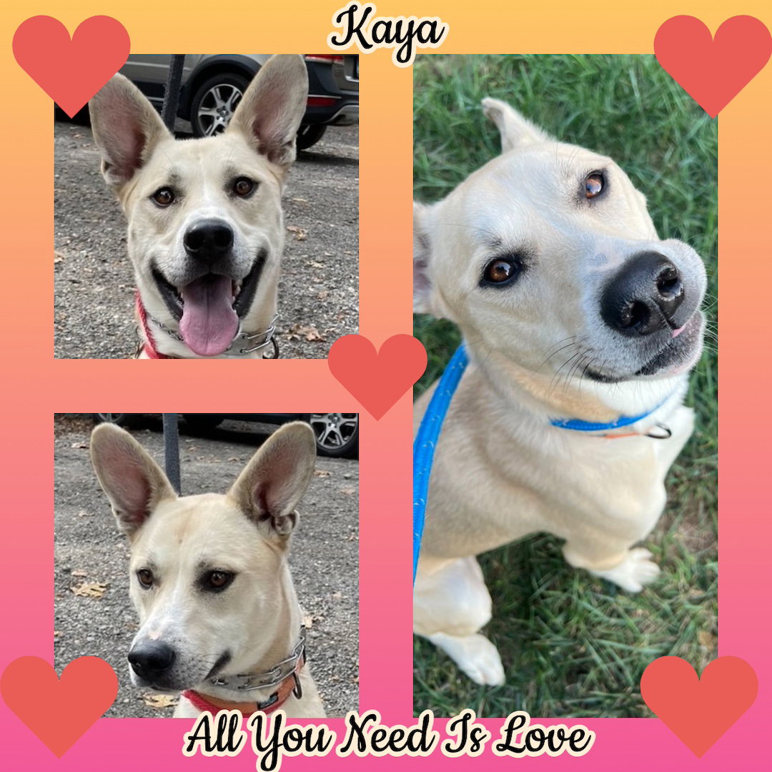 Kaya