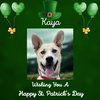 Kaya