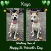 Kaya