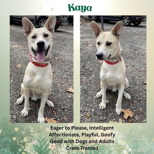 Kaya, an adoptable German Shepherd Dog in Baltimore, MD