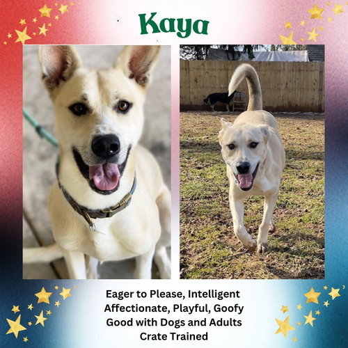 Kaya, an adoptable German Shepherd Dog in Baltimore, MD