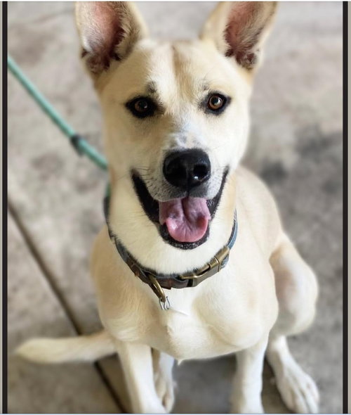 KAYA - German Shepherd Dog available for adoption
