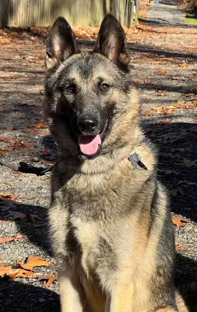 Kayo image 3