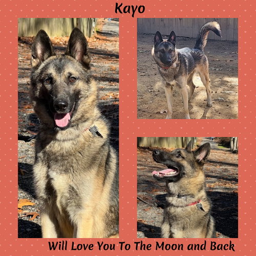 KAYO - German Shepherd Dog available for adoption