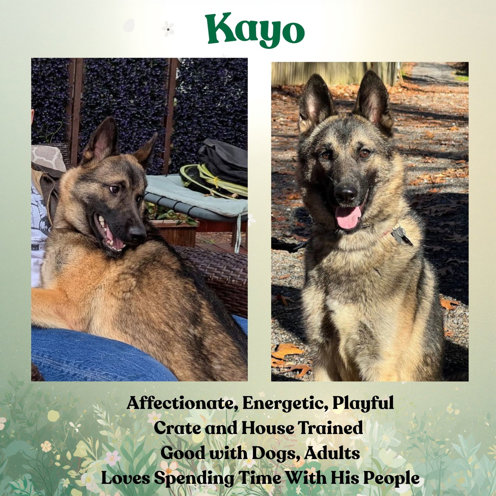 KAYO