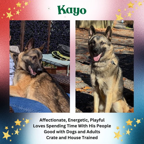 KAYO, an adoptable German Shepherd Dog in Baltimore, MD
