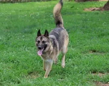 Kayo - German Shepherd Dog