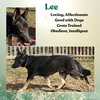 Lee