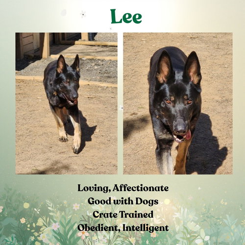 Lee, an adoptable German Shepherd Dog in Baltimore, MD