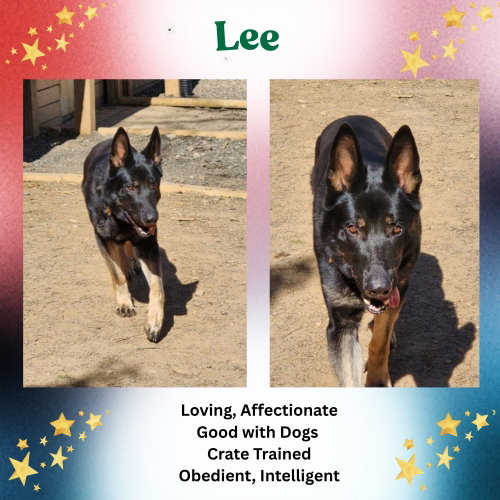 Lee, an adoptable German Shepherd Dog in Baltimore, MD