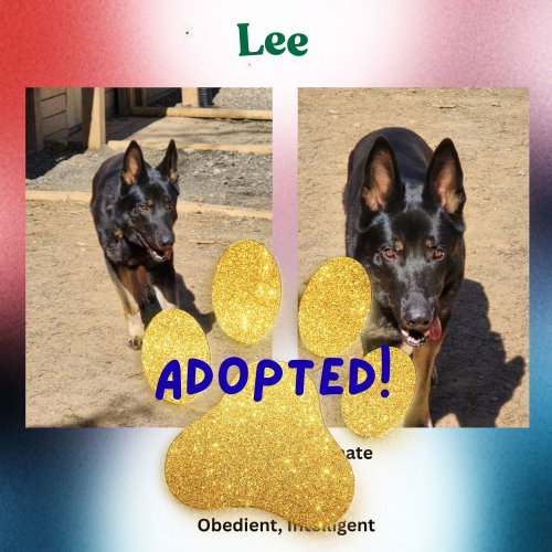 Lee, an adoptable German Shepherd Dog in Baltimore, MD