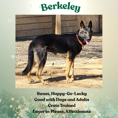 BERKELEY - German Shepherd Dog available for adoption