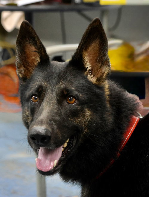 BERKELEY - German Shepherd Dog available for adoption